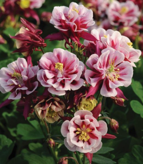 Aquilegia vulgaris 'Winky Double Red White'